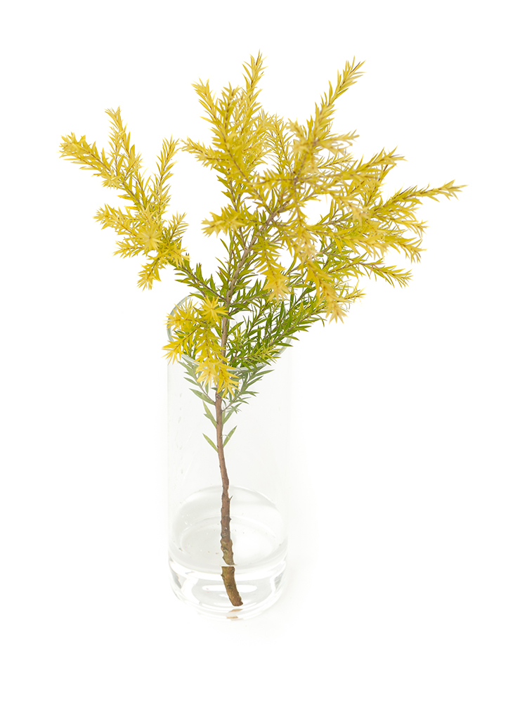 【生花】メラレウカ レボリューションゴールドの全体写真のアップ