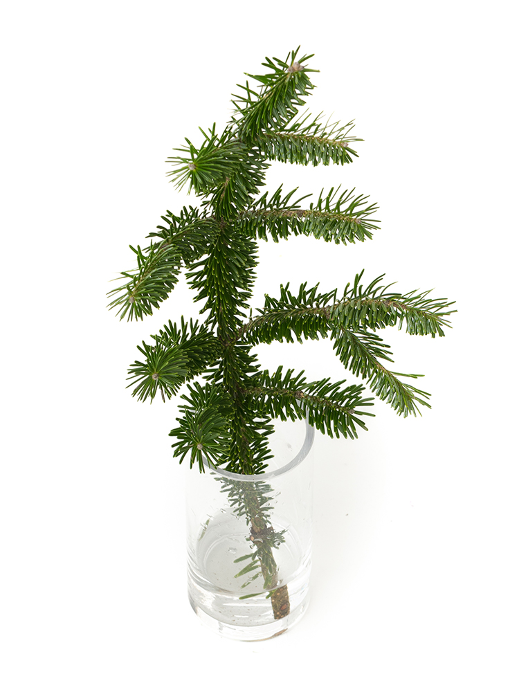 【生花】モミ枝の全体写真のアップ