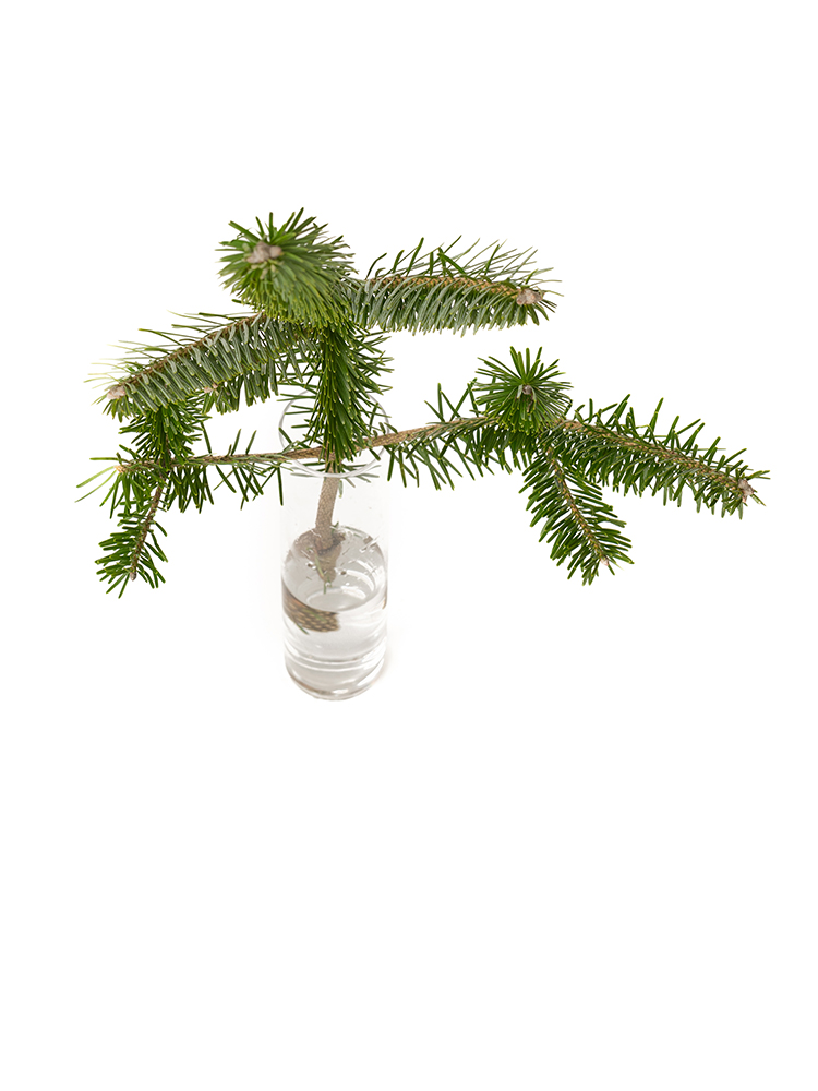 【生花】モミ 裏白樅の全体写真のアップ