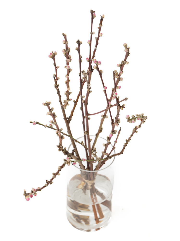 【生花】モモ 品種おまかせ(ピンク)の全体写真のアップ