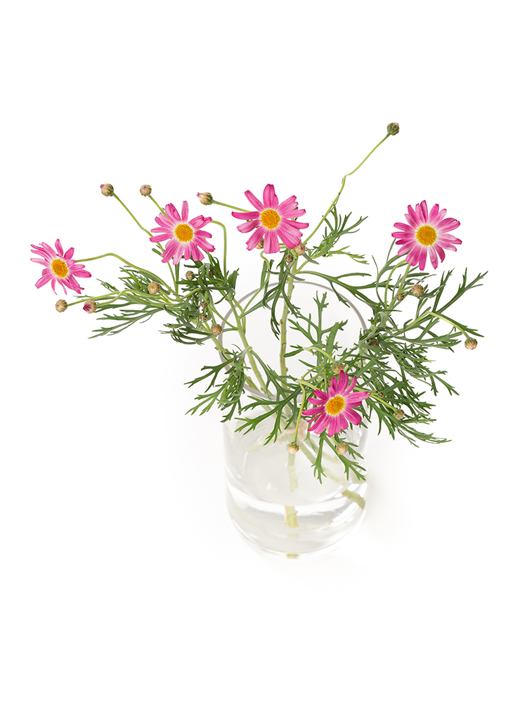 【生花】マーガレットローズの全体写真のアップ