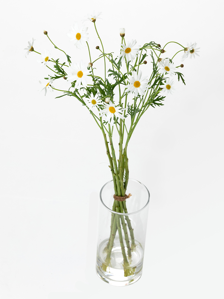 【生花】マーガレット 在来マグの全体写真のアップ