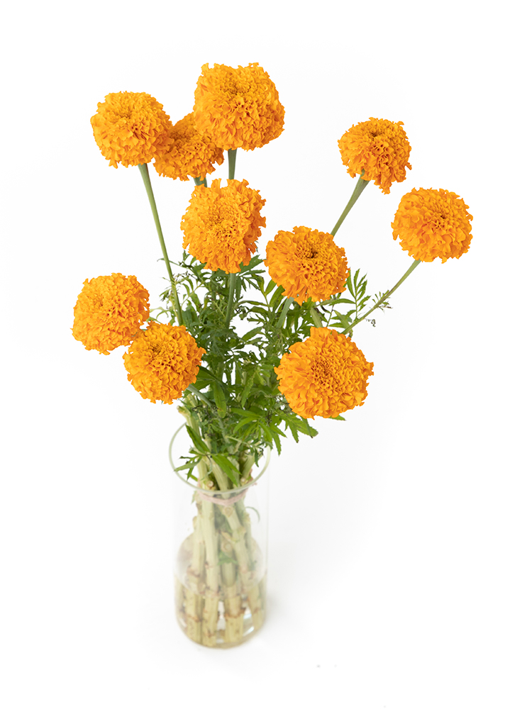【生花】マリーゴールド(オレンジ) 品種おまかせの全体写真のアップ