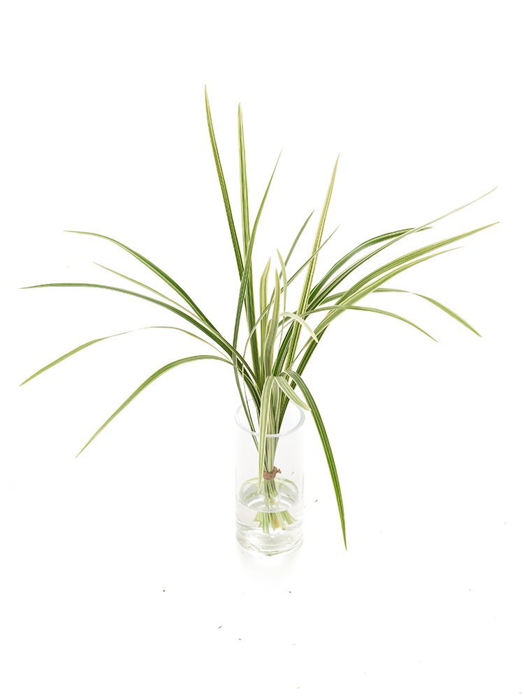 【生花】ミスカンサス 班入りの全体写真のアップ