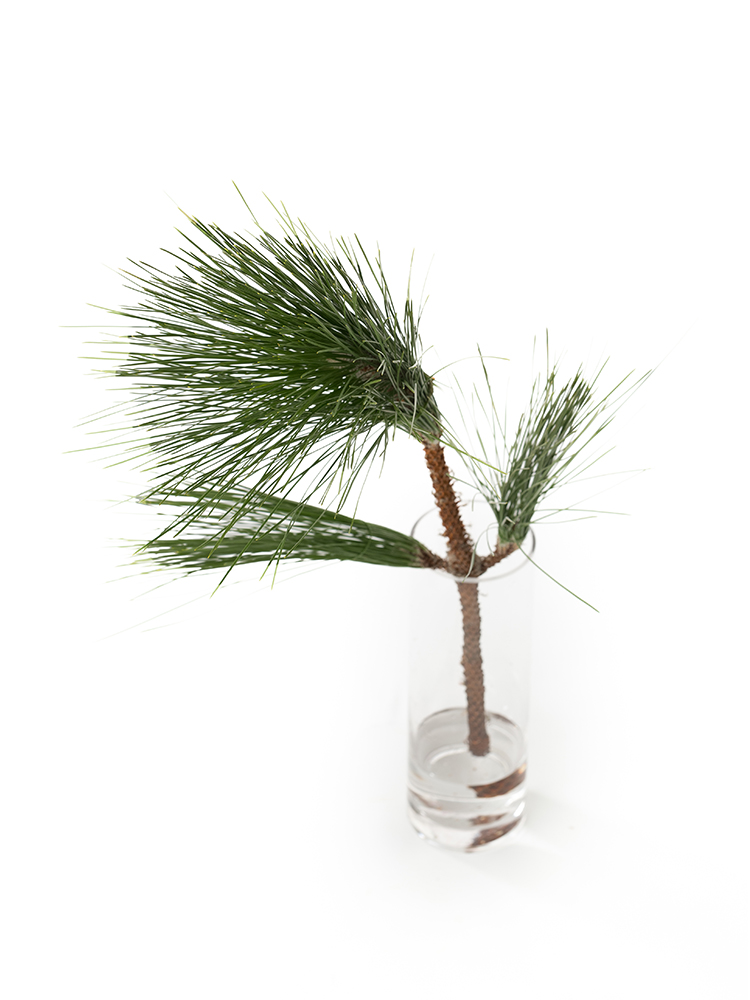 【生花】マツ　大王松の全体写真のアップ