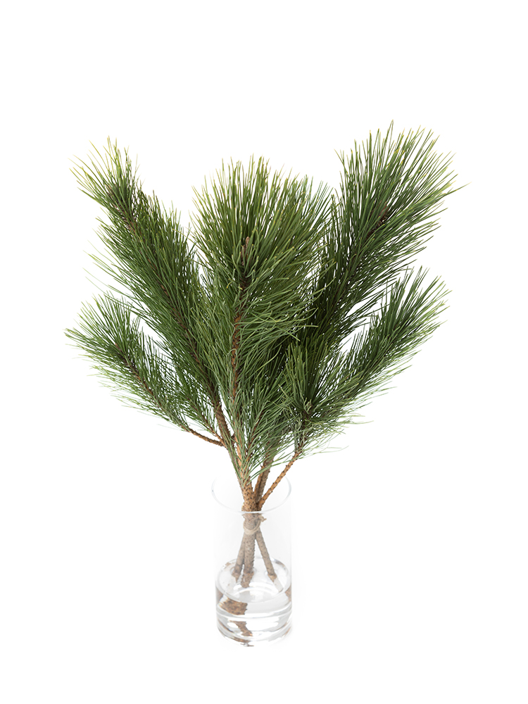 【生花】マツ 枝若松の全体写真のアップ