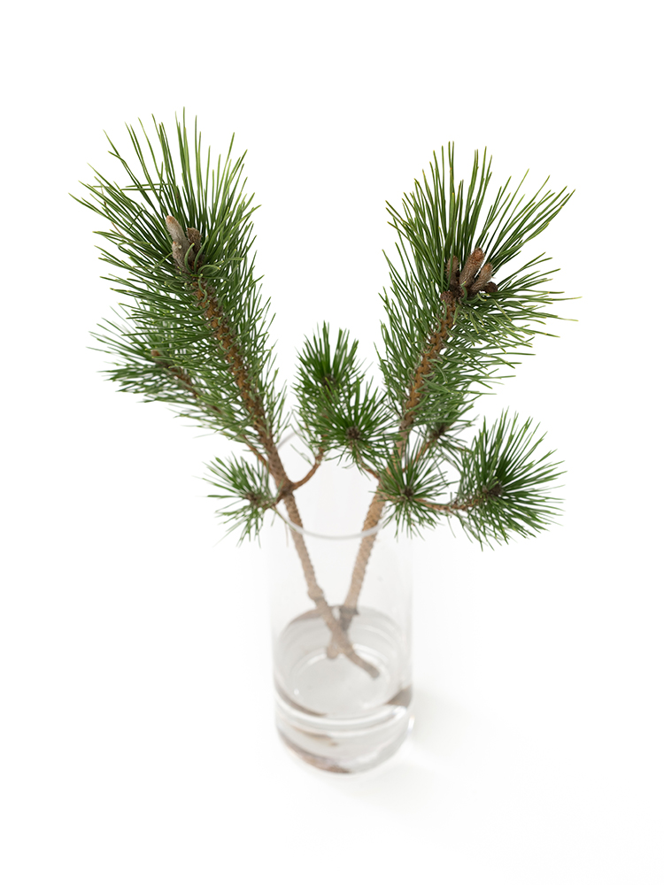 【生花】マツ　からげ松の全体写真のアップ