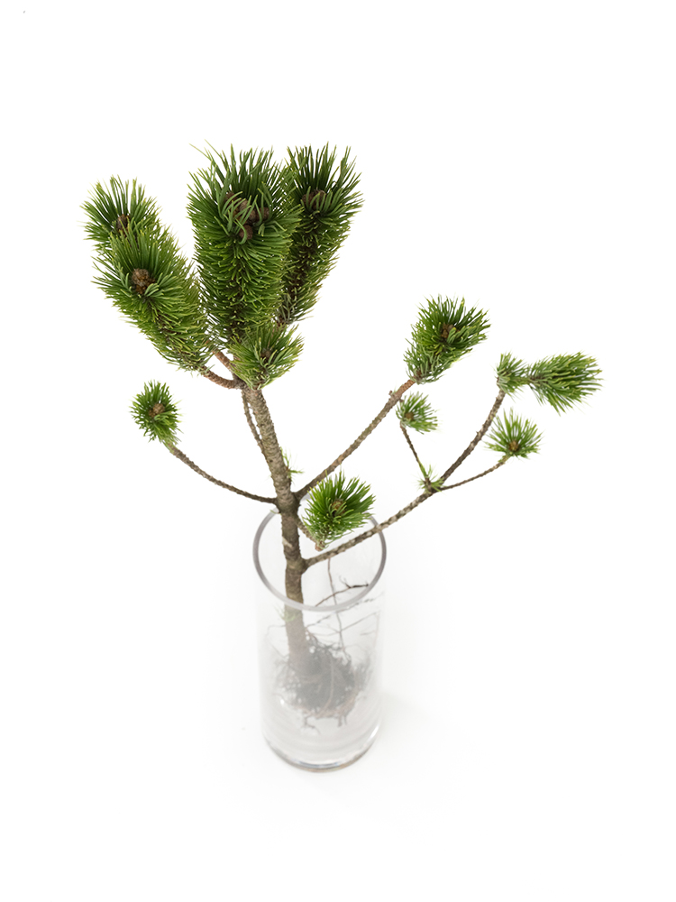 【生花】マツ　根引松の全体写真のアップ