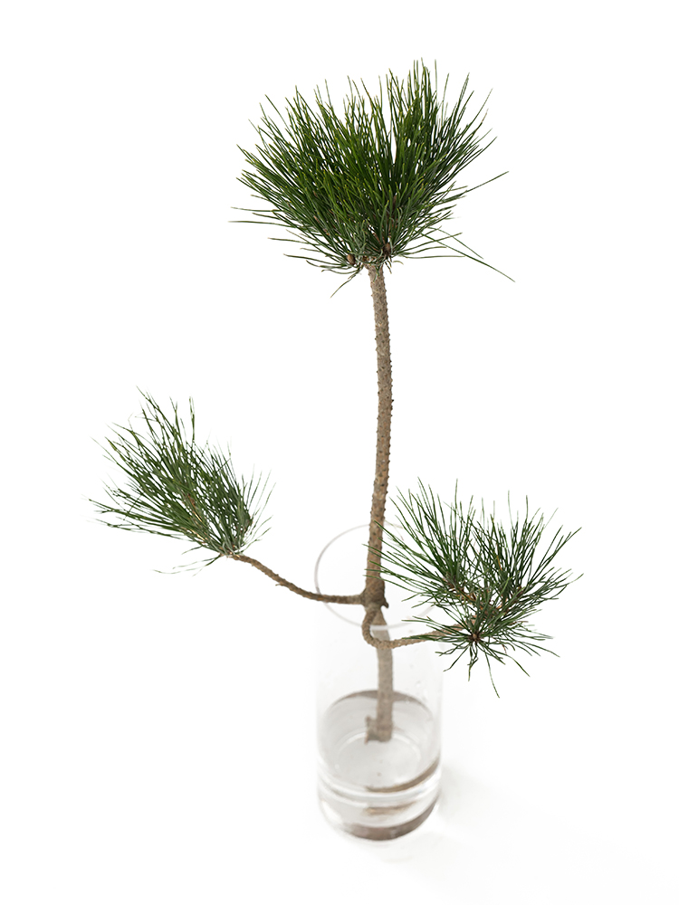 【生花】マツ　三光松の全体写真のアップ