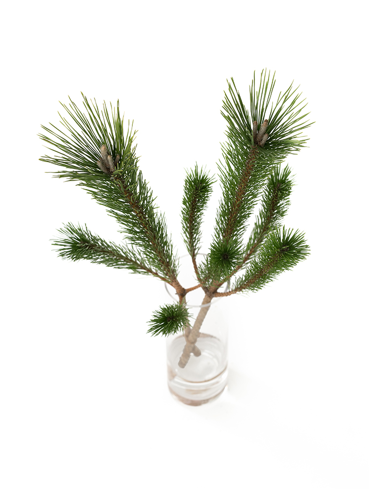 【生花】マツ　若松(3等)の全体写真のアップ