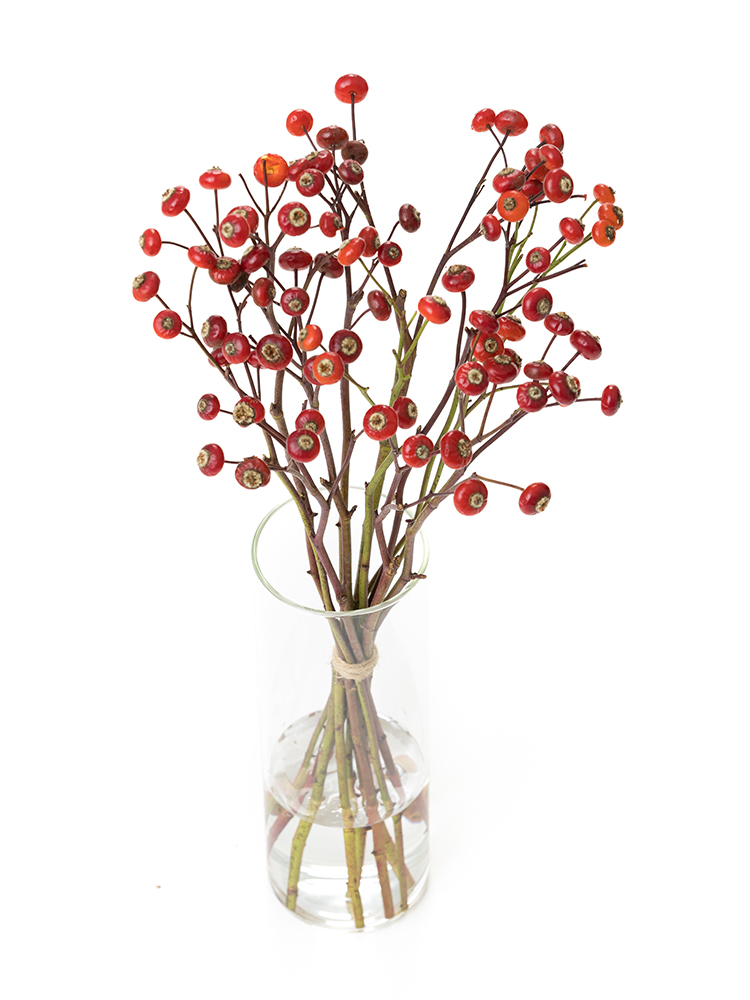 【生花】野ばら センセーショナルファンタジーの全体写真のアップ