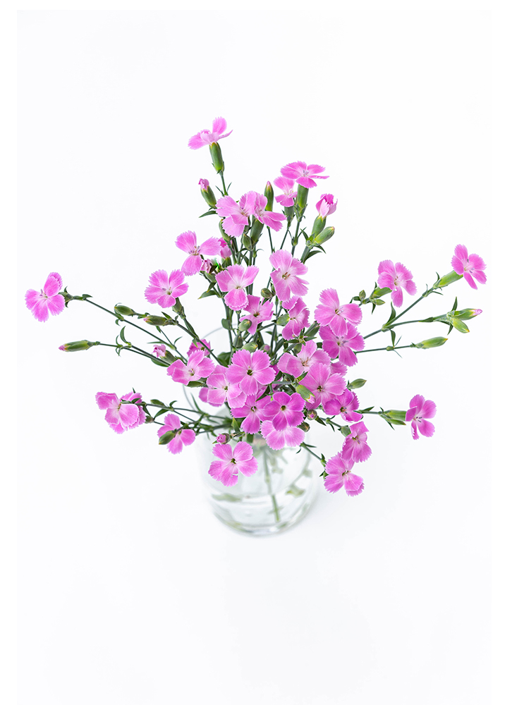 生花】ナデシコ(ダイアンサス) 品種おまかせ【45cm】｜Flower
