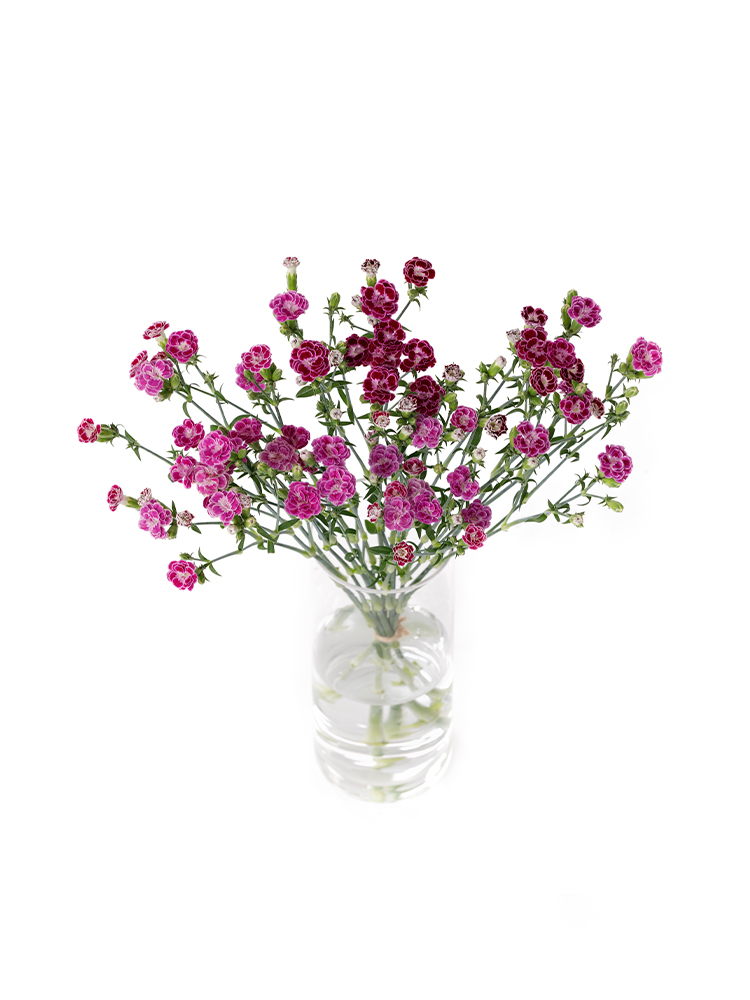 【生花】ナデシコ(ダイアンサス) ラフィーネジョリーの全体写真のアップ