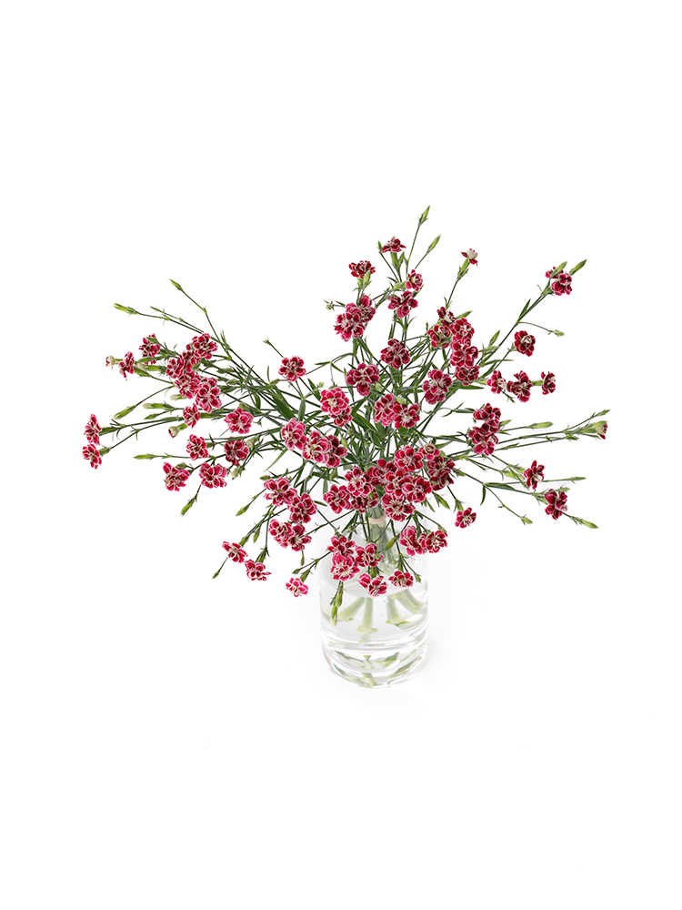 【生花】ナデシコ(ダイアンサス) ラフィーネカグラの全体写真のアップ