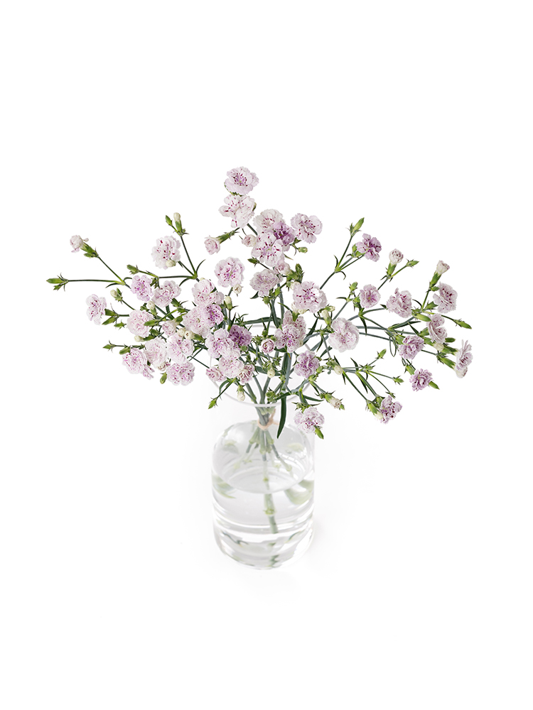 【生花】ナデシコ(ダイアンサス) ラフィーネピアの全体写真のアップ