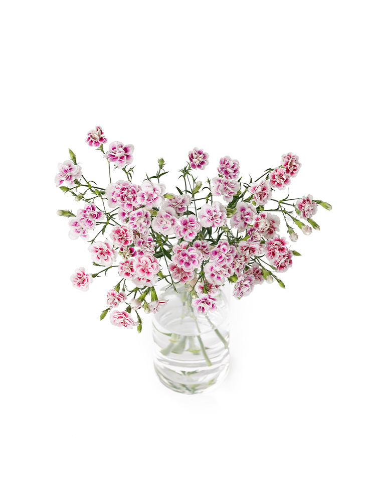 【生花】ナデシコ(ダイアンサス) ラフィーネティアの全体写真のアップ