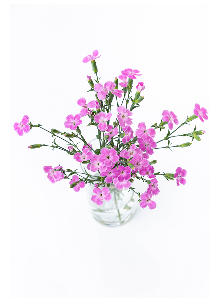 【入荷花材】ナデシコ(ダイアンサス)　ソネットセーラの全体写真のアップ