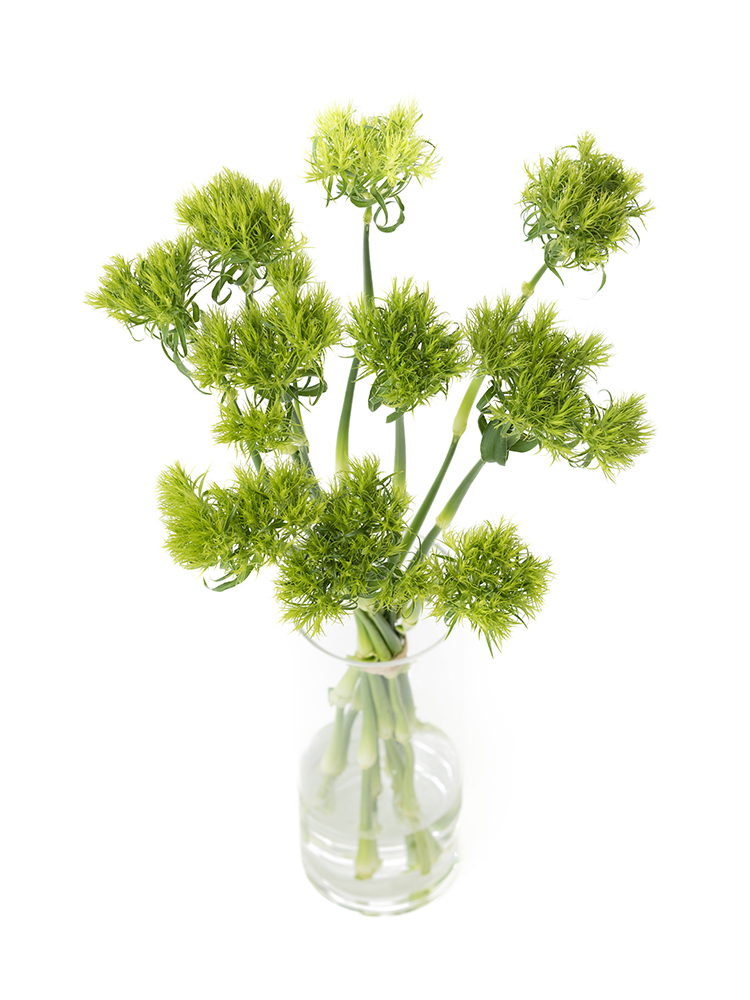 【生花】ナデシコ(ダイアンサス) てまり草の全体写真のアップ