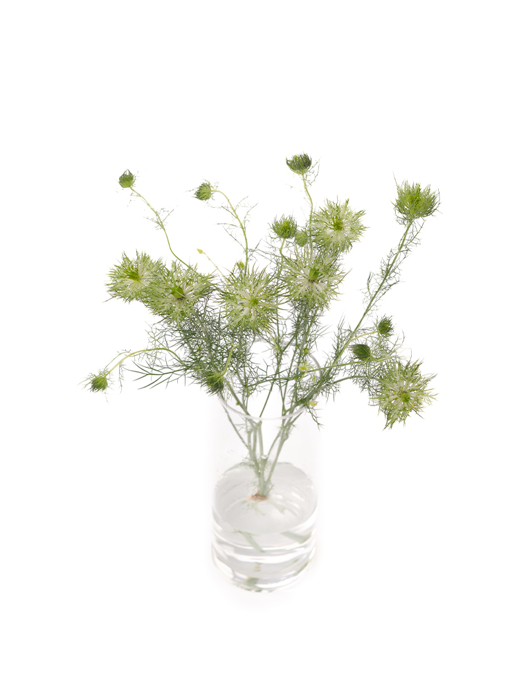 生花】ニゲラ グリーンマジック【白緑/60cm/福岡県】｜Flower Smith