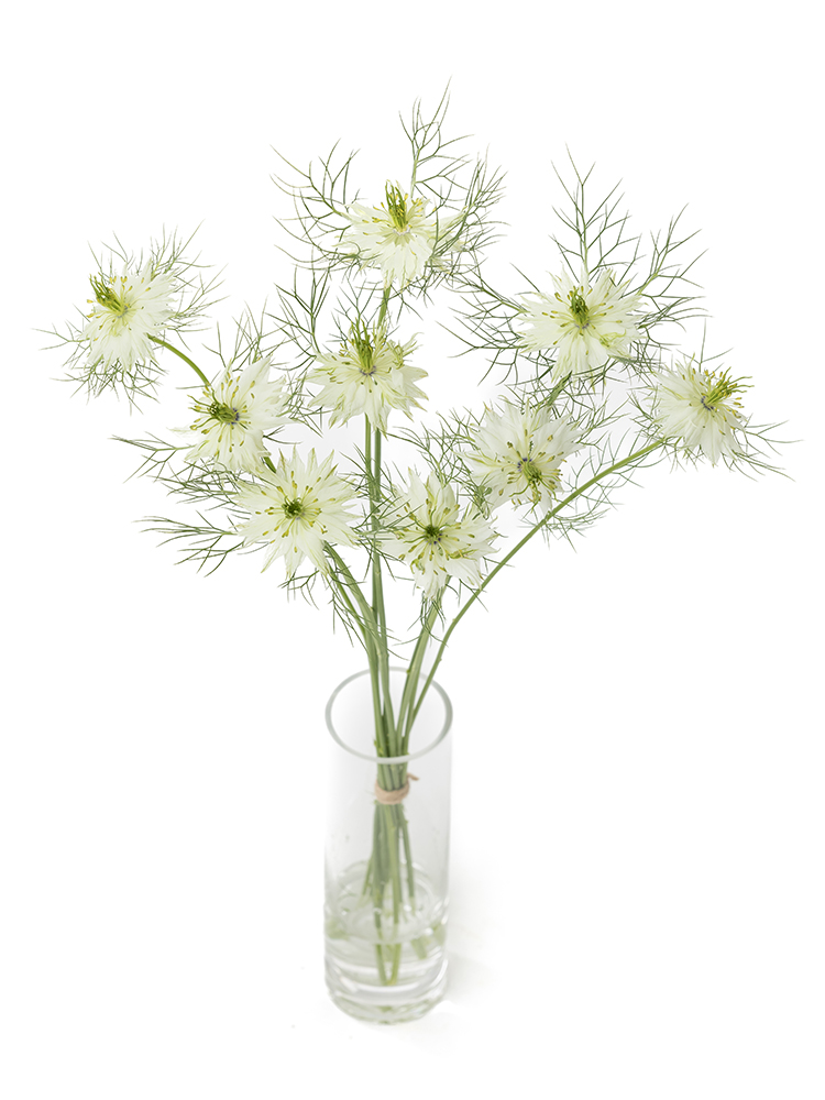 【生花】ニゲラ 品種おまかせ(白)の全体写真のアップ