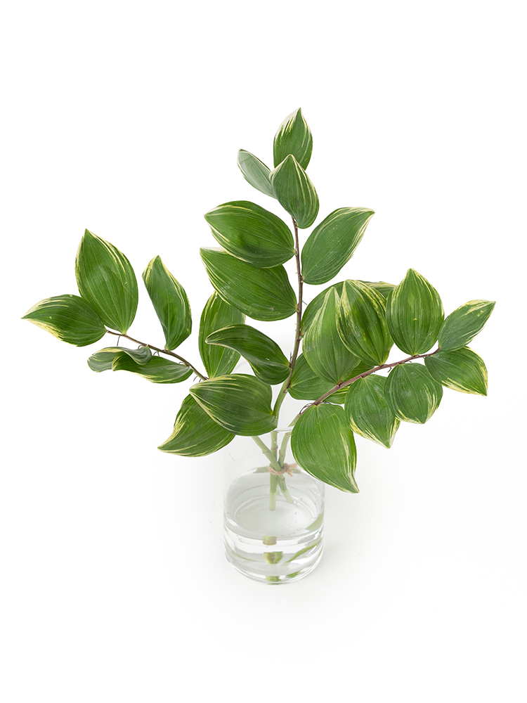 【生花】ナルコラン(緑) 品種おまかせの全体写真のアップ