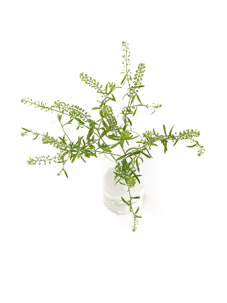 【生花】ナズナ タラスピの全体写真のアップ