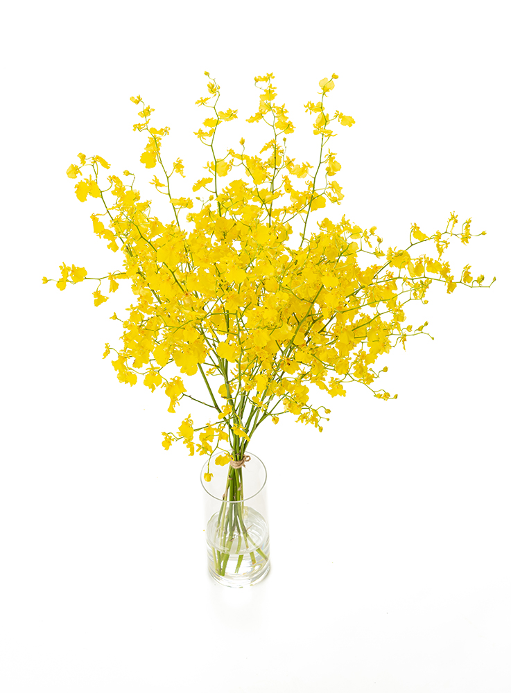 【翌日発送】オンシジューム　ハニーエンジェルの全体写真のアップ