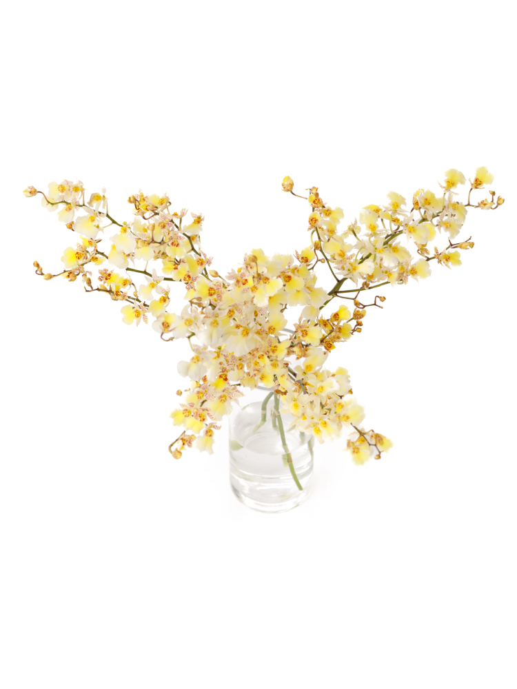 【生花】オンシジューム サマースノーの全体写真のアップ