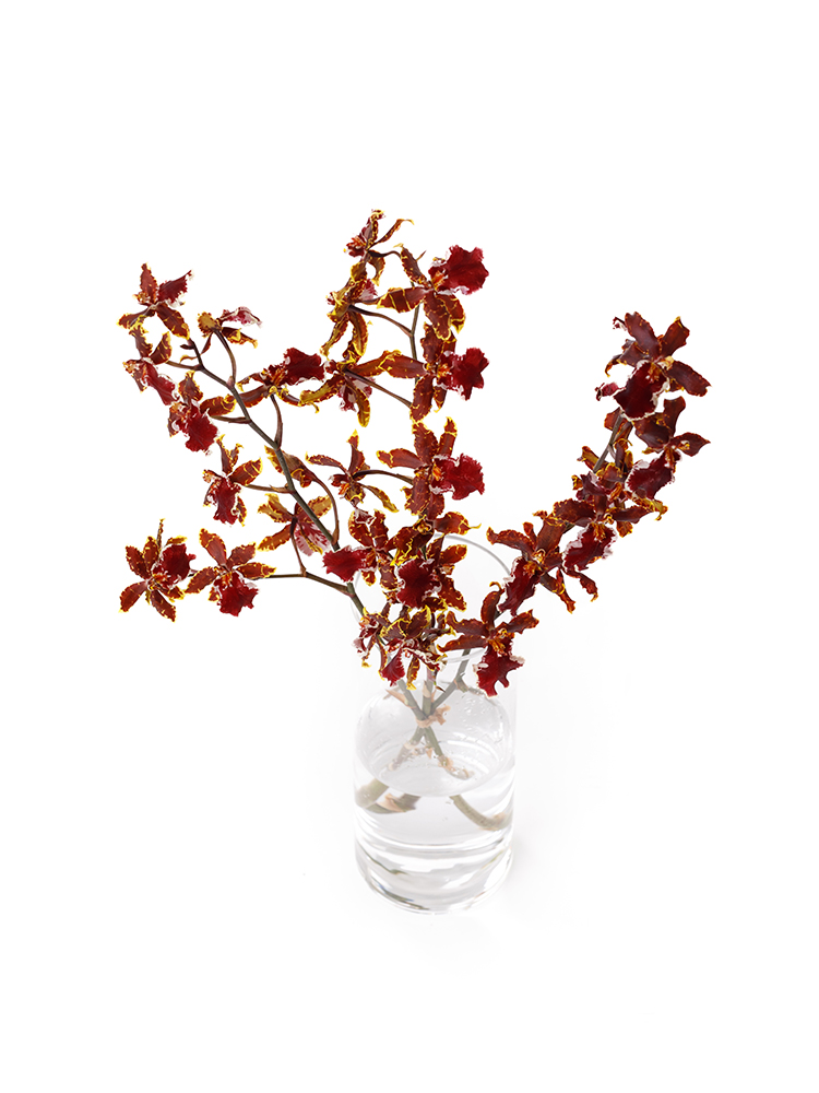 【生花】オンシジューム ワイルドキャットの全体写真のアップ