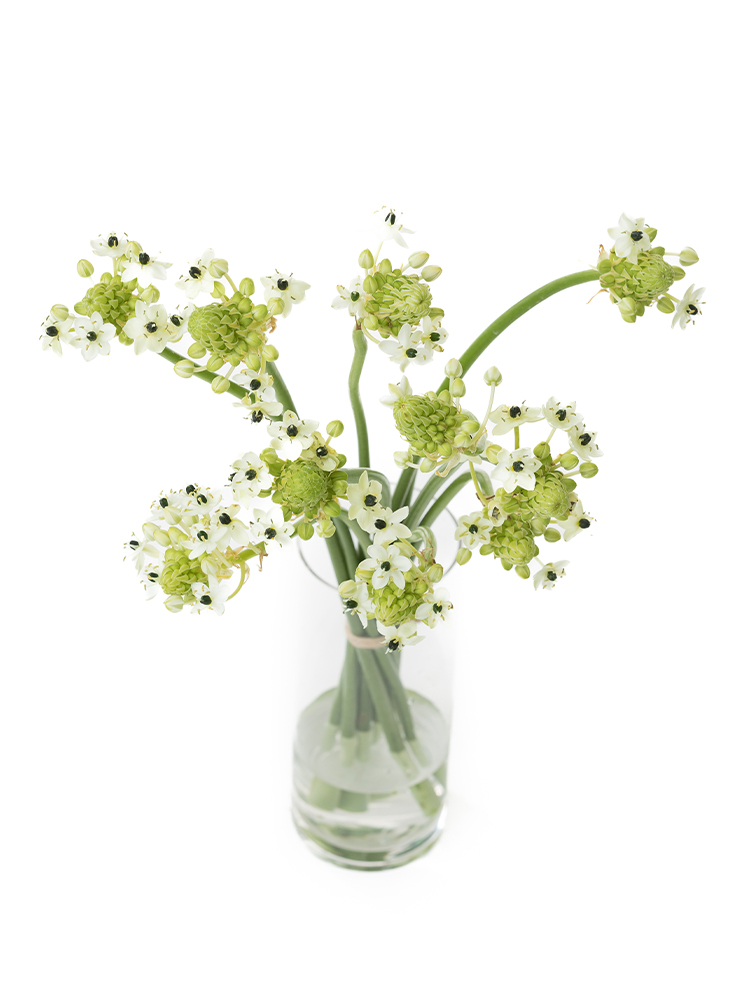 【生花】オーニソガラム サンデルシーの全体写真のアップ