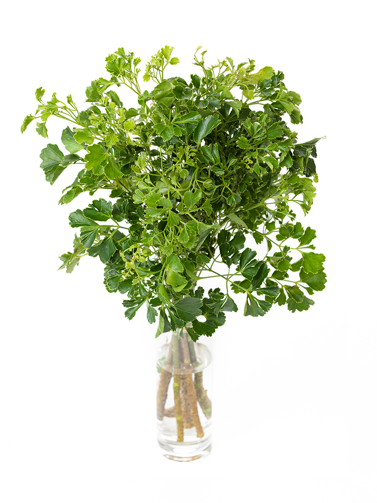 【生花】ポリシャス 品種おまかせ(緑)の全体写真のアップ