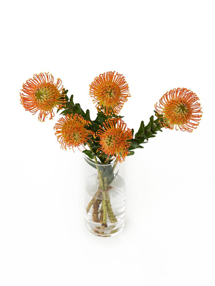 【入荷花材】ピンクッション(オレンジ) 品種おまかせの全体写真のアップ