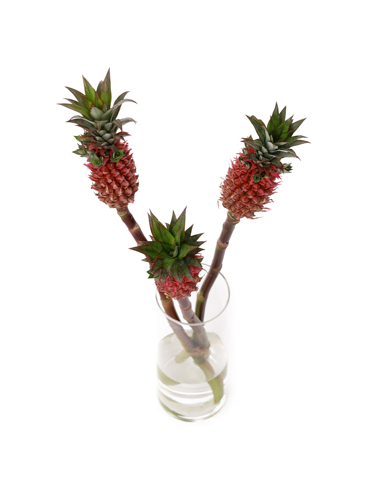 【生花】パイナップル スタールージュの全体写真のアップ