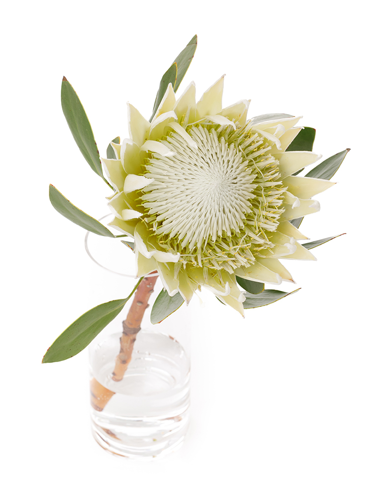 【生花】プロテア アークティックアイスの全体写真のアップ