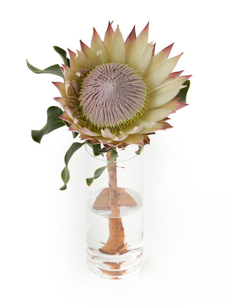 【生花】プロテア キングプロテアの全体写真のアップ