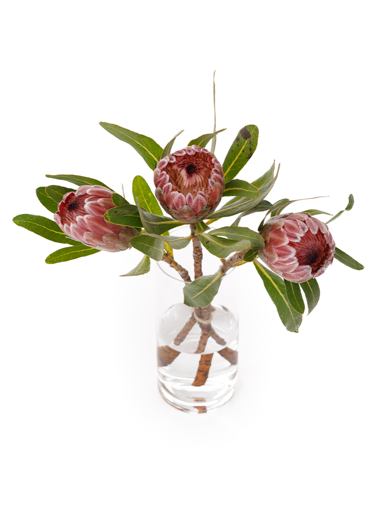 【生花】プロテア ピンクアイスの全体写真のアップ