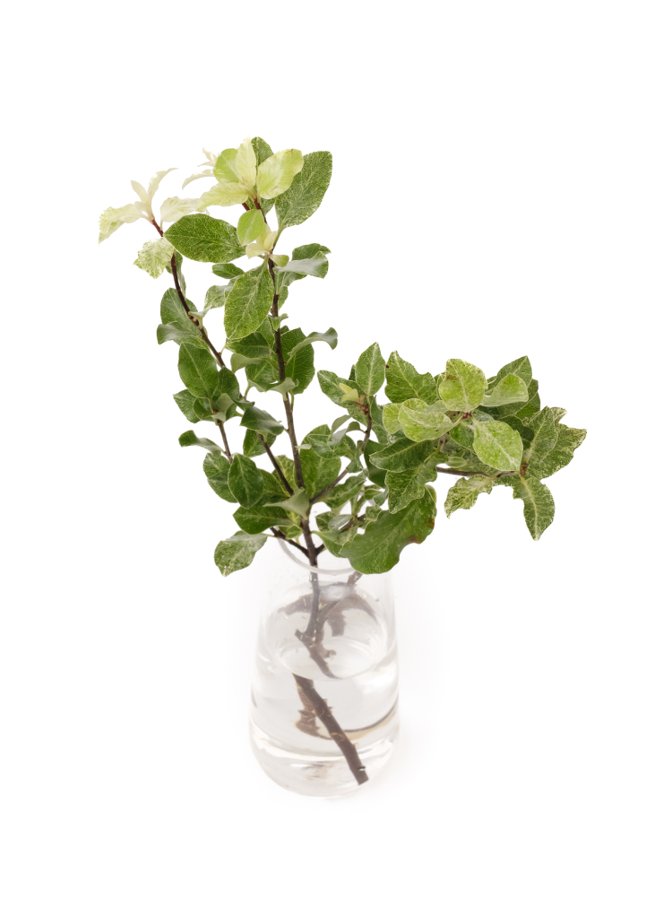 【生花】ピットスポラム アイリーンパターソンの全体写真のアップ