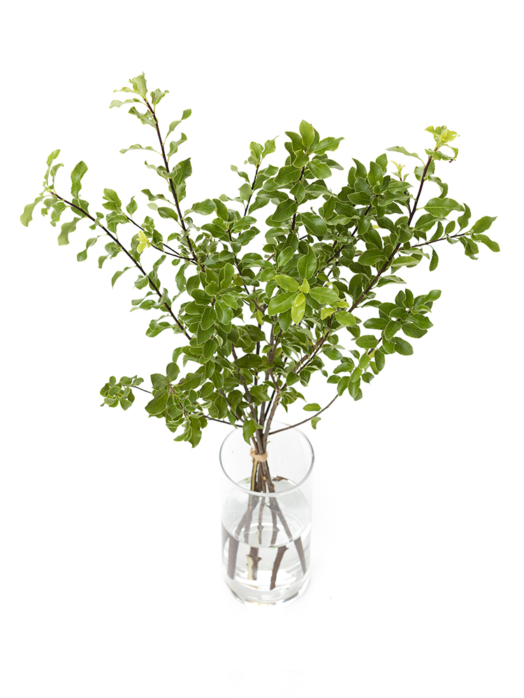 【生花】ピットスポラム マウンテングリーンの全体写真のアップ