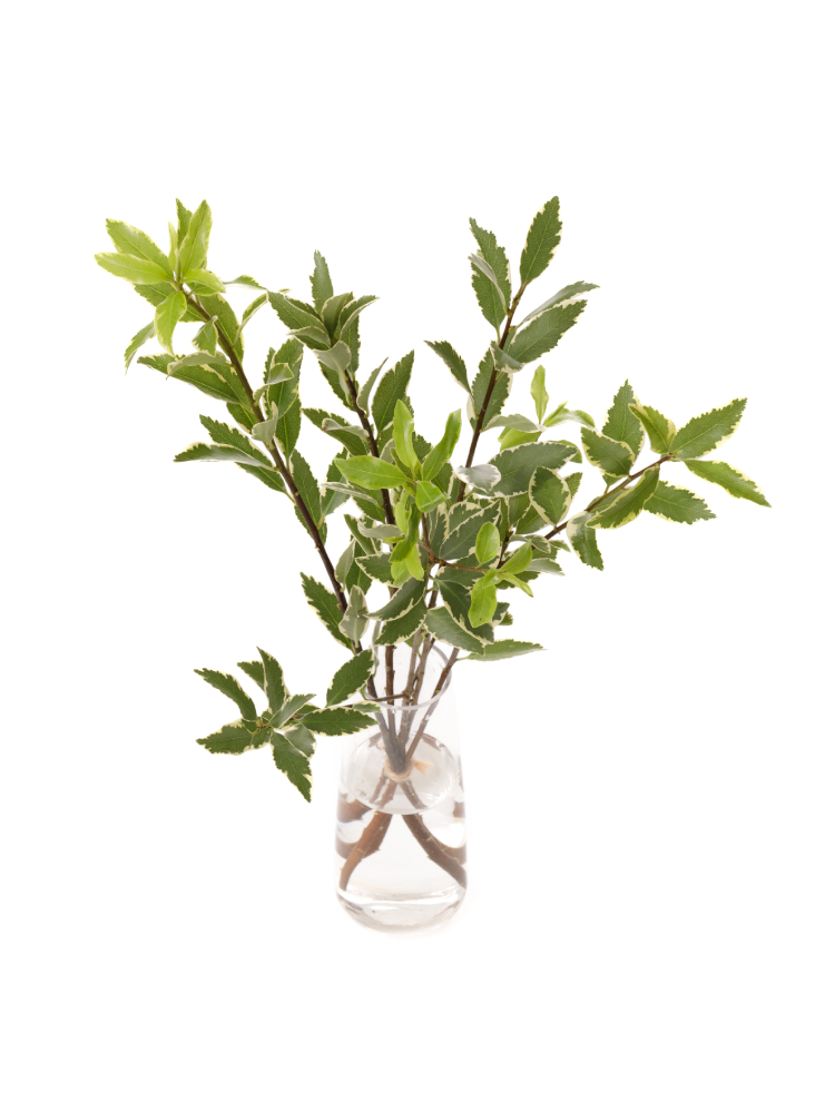 【生花】ピットスポラム テヌイフォリウムの全体写真のアップ