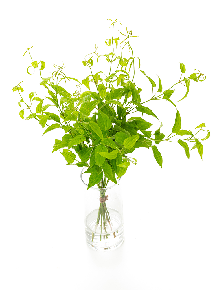 【入荷花材】リキュウソウ　品種おまかせ(緑)の全体写真のアップ