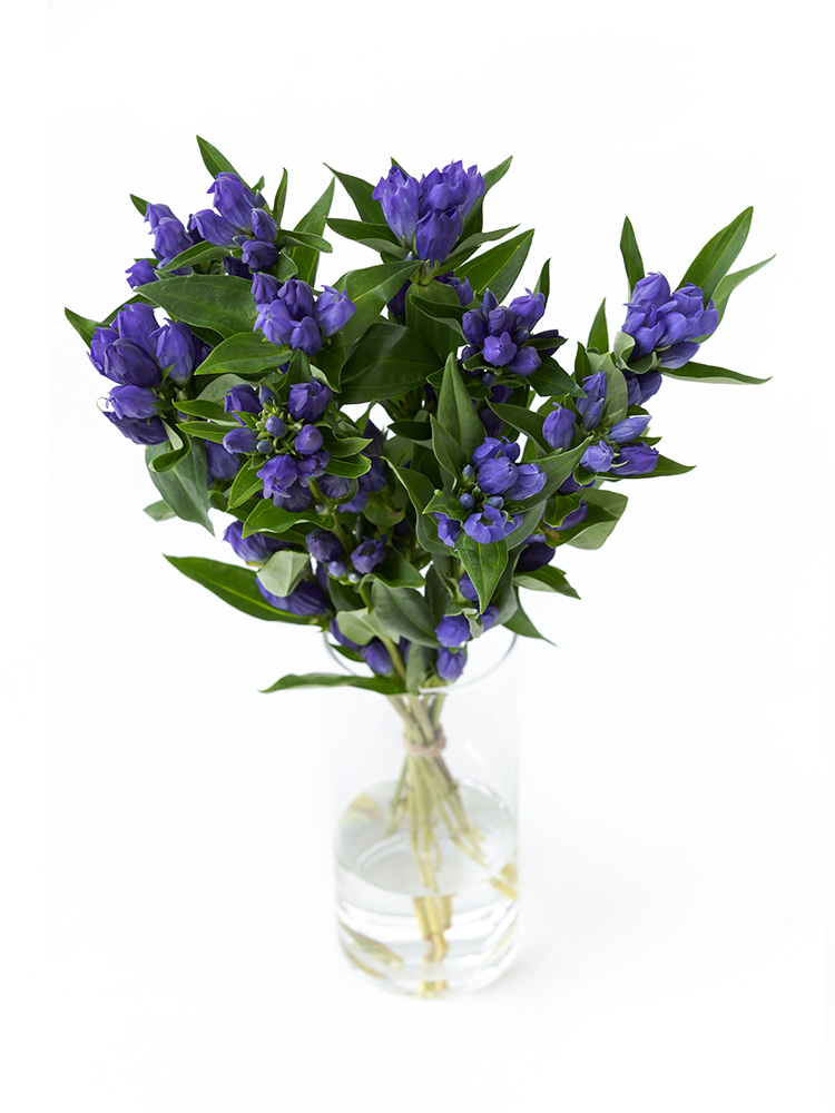 【生花】リンドウ ながの2号の全体写真のアップ