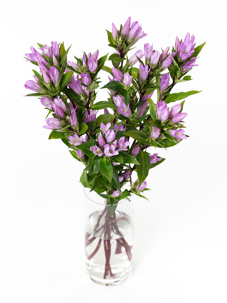 【生花】リンドウ 新踊り子の全体写真のアップ