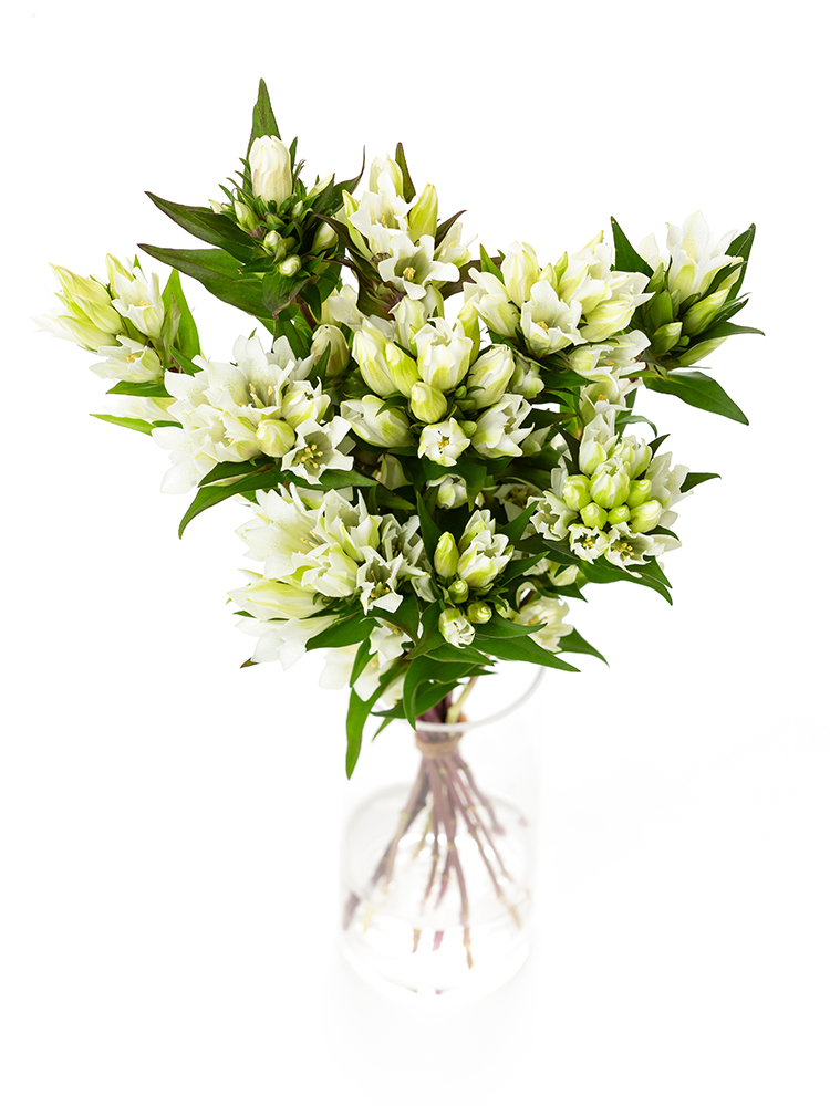 【生花】リンドウ ホワイトハイジ2号の全体写真のアップ