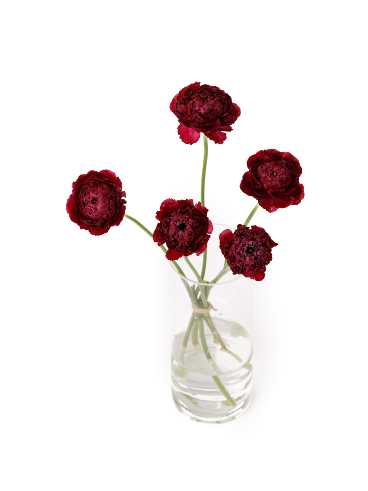 【生花】ラナンキュラス(モロッコ) レッドチップの全体写真のアップ