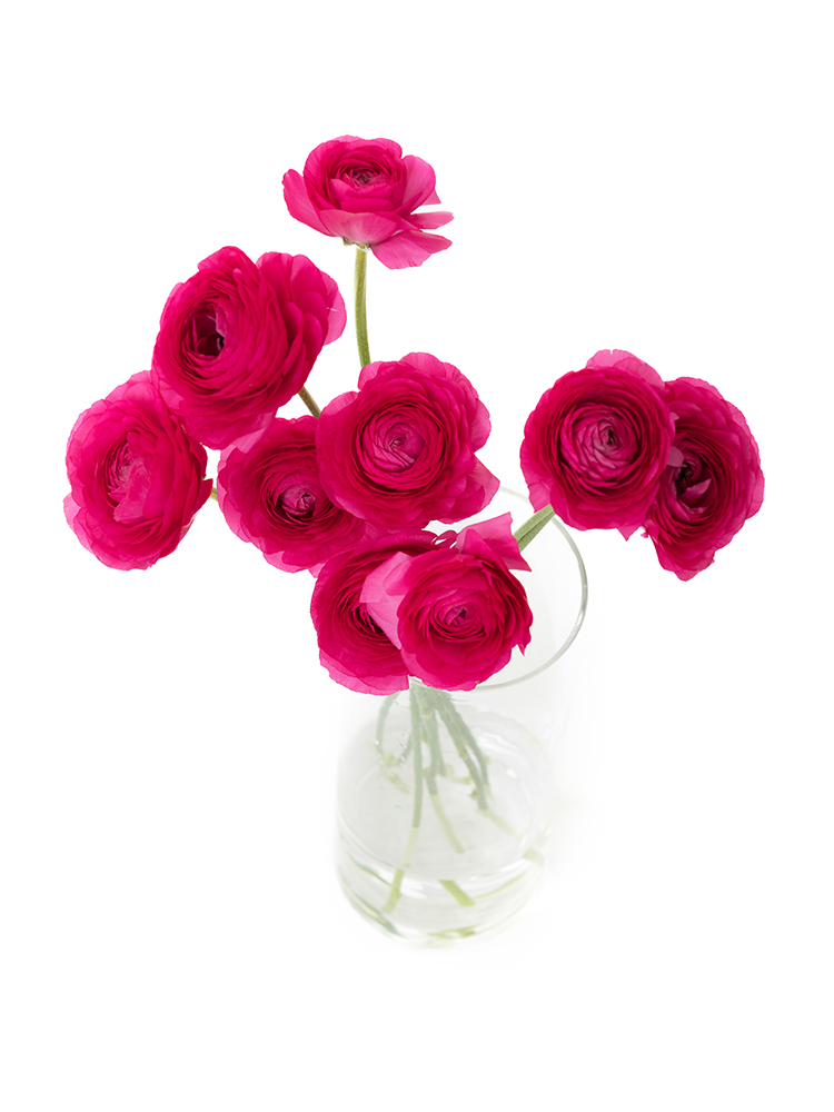 【生花】ラナンキュラス 紅てまりの全体写真のアップ