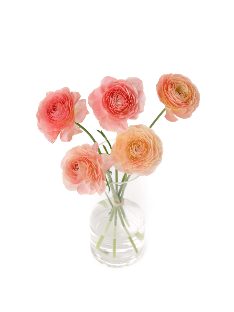 【生花】ラナンキュラス ビュゼの全体写真のアップ