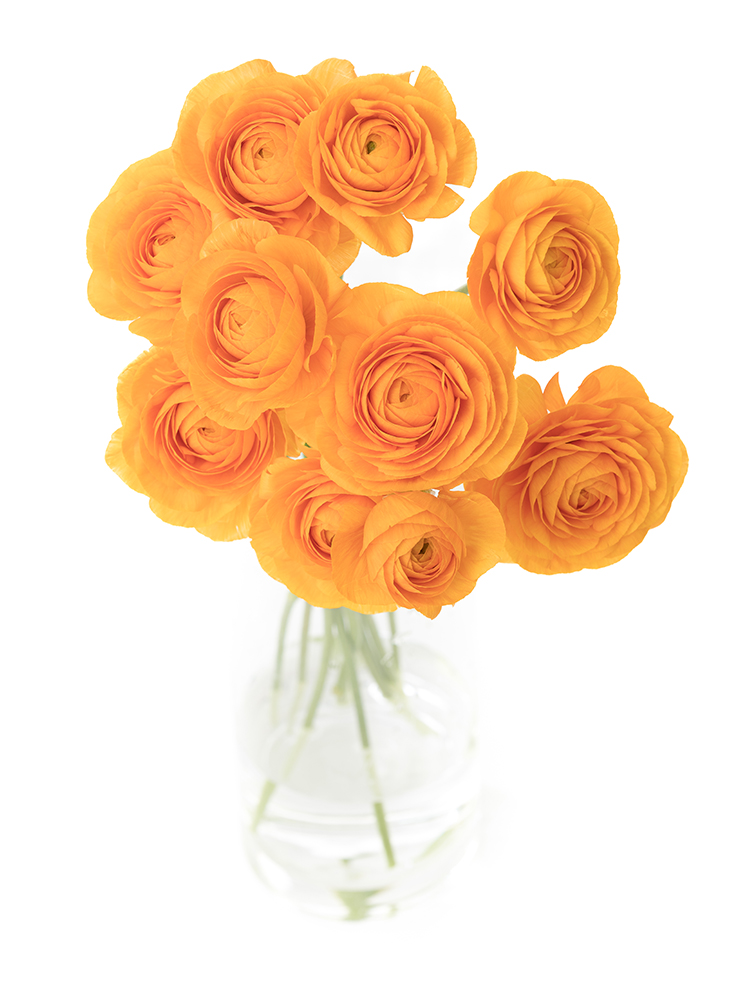 【翌日発送】ラナンキュラス　ディーニュの全体写真のアップ