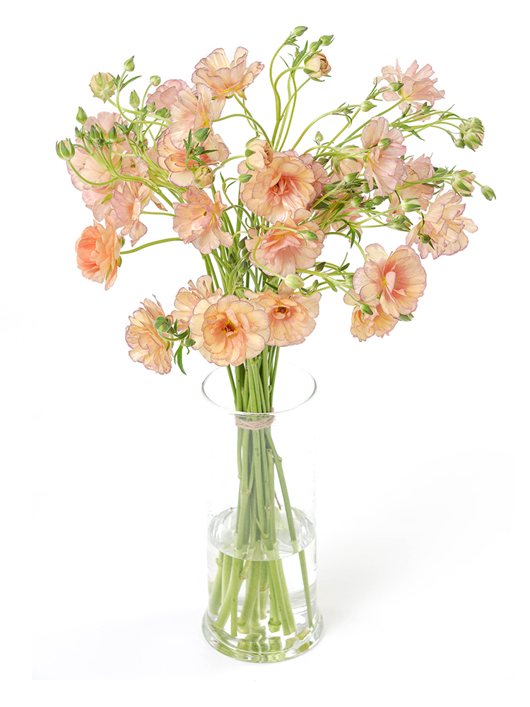 【生花】ラナンキュラス エリスの全体写真のアップ