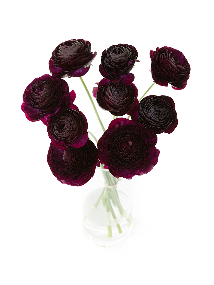 【生花】ラナンキュラス ギルタブの全体写真のアップ