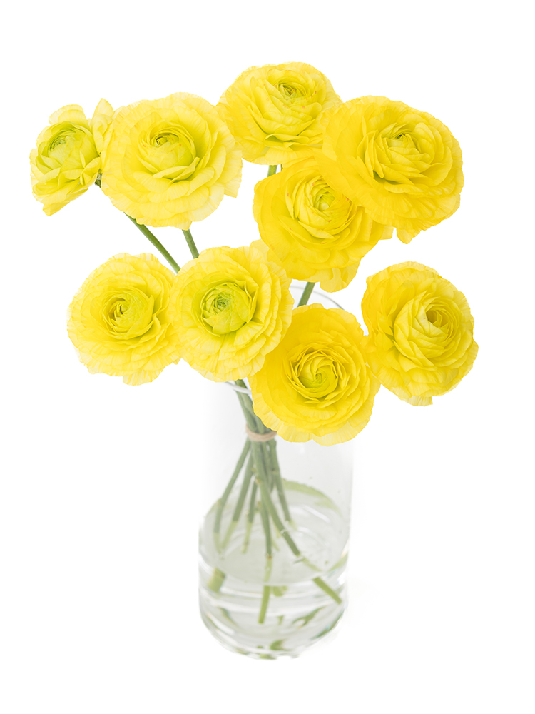 【生花】ラナンキュラス キティラの全体写真のアップ